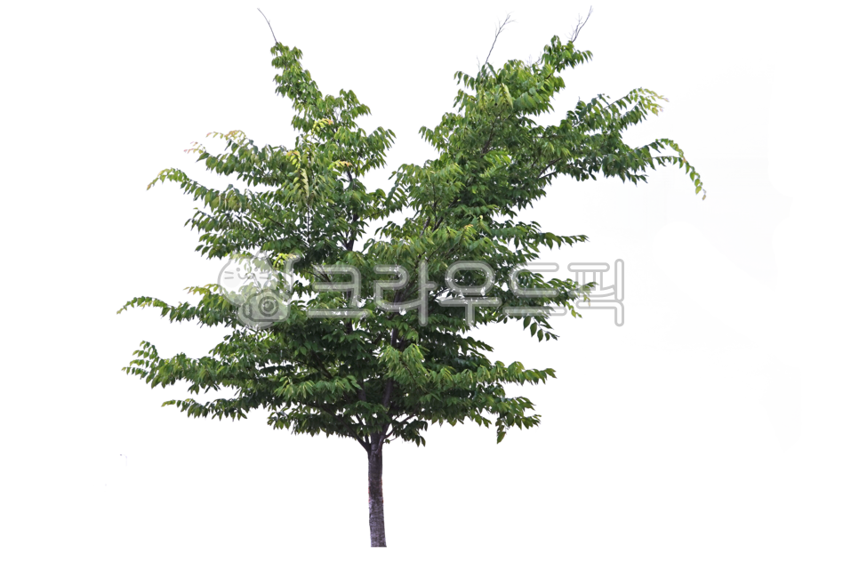 treetrunks,yard,screen,branch,street tree,tree trunk,leaves,separation,Tree,wood,avenue,treebranches,png,tree,twigs,isolation,branches,transparent background,background,outside,plant,greenbelt,stems,forest,Nukki,tree branch,botany,isolated,desktop,plants,