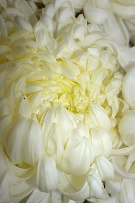 국화,꽃,가을,칼라,color,자연,접사,flower,closeup,nature,plants