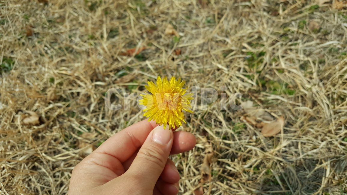 민들레,손,들꽃,자연,선물