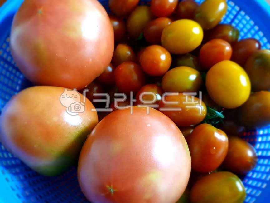 토마토,방울토마토,과일,food,농장수확물,무농약