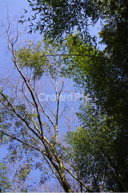 하늘,나무,잎,식물,나뭇가지,식물,자연,plants,nature,나무,trees,wood