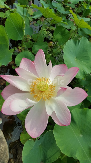 연꽃,식물,자연,flower,꽃,여름,식물,자연,plants,nature,꽃,flower
