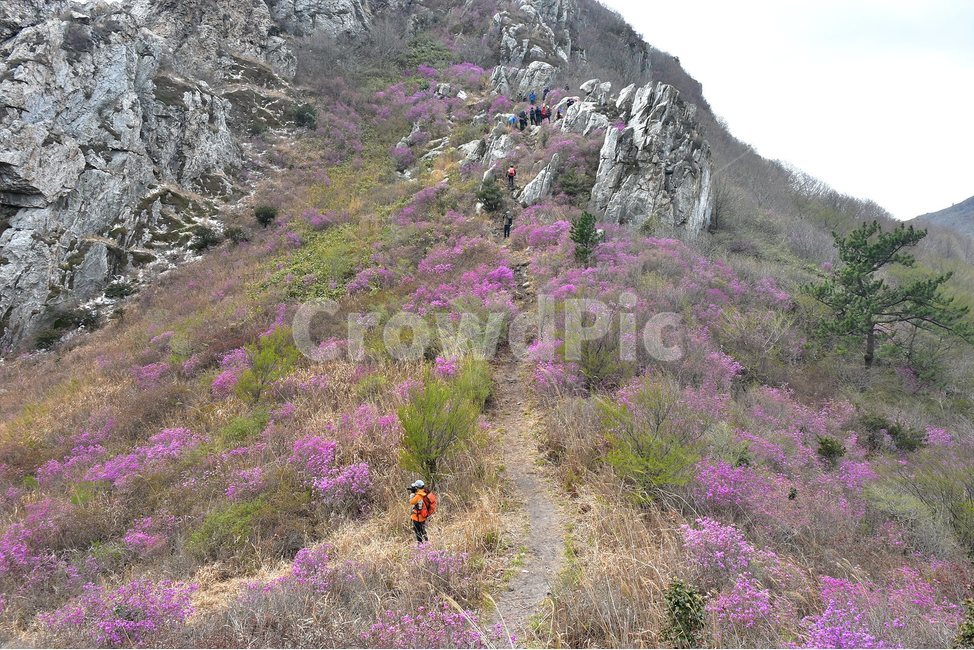 주작산,덕룡산,종주,진달래,풍경,기암,바위,비경,봄풍경,진달래꽃,강진,명산,산행,등산,마운틴,힐링,mountain,landscape,자연,natural,봄,계절,spring,season,자연,풍경,nature,landscape,한국자연풍경,한국자연경관,korea nature landscape,ground,바닥,wilderness,황야,outdoors,옥외,person,사람,human,인간,slope,경사
