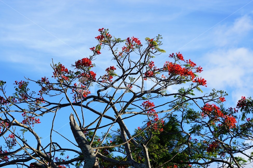 꽃,붉은꽃,나무,자연,식물,하늘,sky,크리스마스트리꽃,외국자연풍경,flower,nature,tree,예쁨,구름,파란하늘,blue,식물,자연,plants,nature,꽃,flower