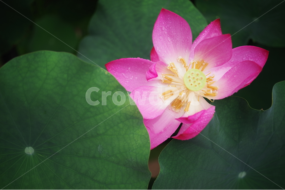 꽃,연꽃,초록,식물,꽃잎,꽃송이,자연,생명,감성,배경화면,바탕화면,lotus,leaf,petal,plant,beauty,beautiful,nature,natural,식물,자연,plants,nature,꽃,flower