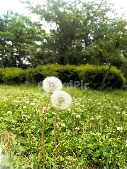민들레,식물,꽃,자연,잔디,풀,흰색,씨앗,민들레씨,민들레홀씨,봄,여름,계절