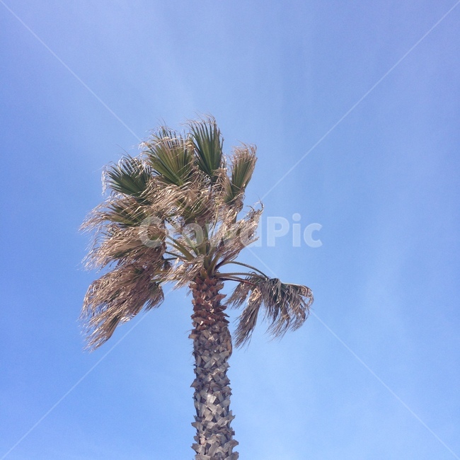 tree,나무,plant,야자수,arecaceae,palmtree,식물,제주도,자연,풍경,nature,landscape,식물,plants,나무,trees,wood,palm tree