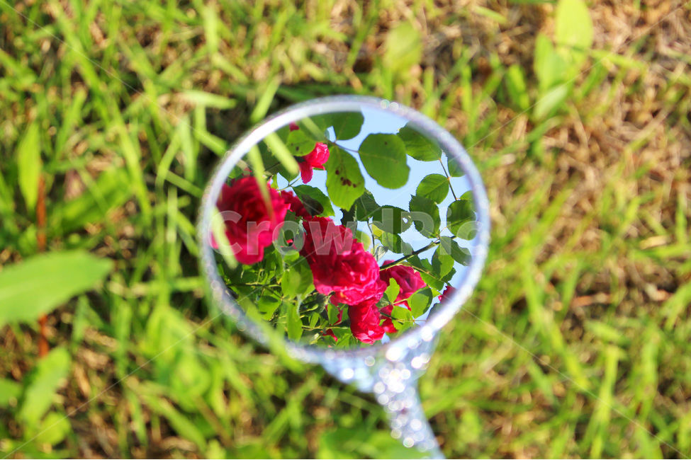 감성사진,자연,하늘,꽃,장미,색감,보정,flower,sky,summer,nature,거울,red,color,컨셉,식물,자연,plants,nature,꽃,flower