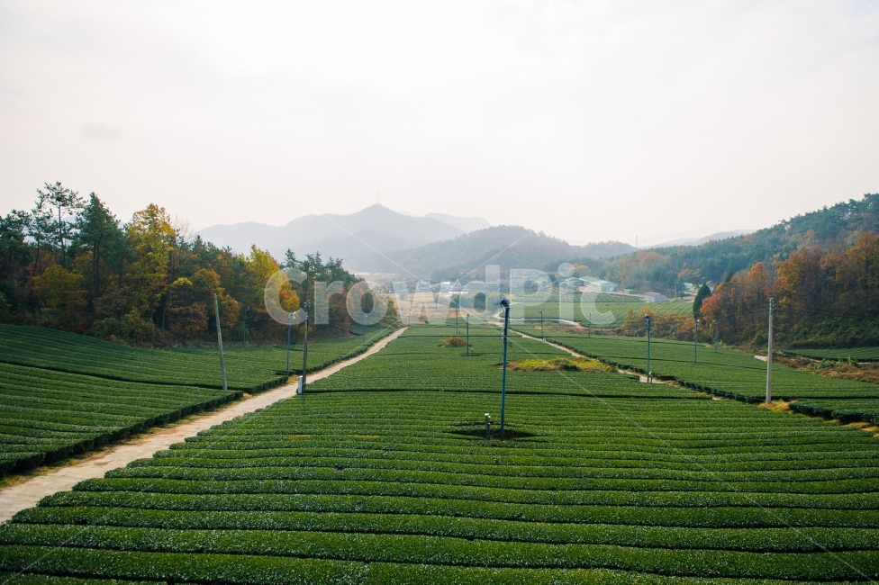 다원,녹차밭,강진다원,마을,한국적,힐링,여행,감성사진,풍경,가을,계절,fall,autumn,season,자연,풍경,nature,landscape,한국자연풍경,한국자연경관,korea nature landscape,시골,마을,country,rural,town,산업,industry,industrial,농업,농사,agriculture,farming,farming industry,outdoors,옥외