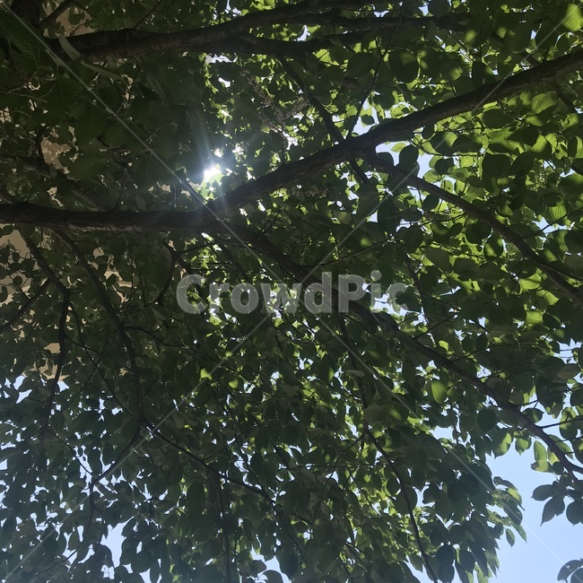 초록,하늘을덮은,나뭇잎,나무가지,눈부심