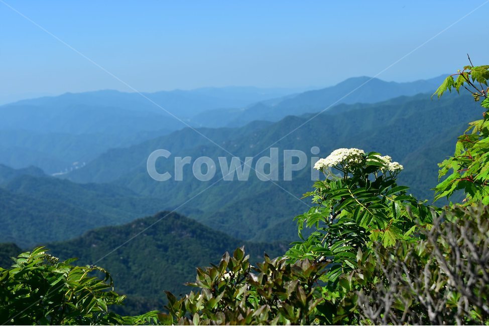 마가목,야생화,꽃,식물,자연,생태,플라워,flower,plants,nature,자연,풍경,nature,landscape,한국자연풍경,한국자연경관,korea nature landscape,식물,plants,꽃,flower,outdoors,옥외,jar,항아리,plant,potted plant,화분,pottery,도기류,vase,병 장식