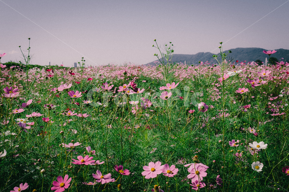 가을,코스모스,분홍,꽃,하중도,대구,가을,계절,fall,autumn,season,식물,자연,plants,nature,꽃,flower,plant,geranium,제라늄,blossom