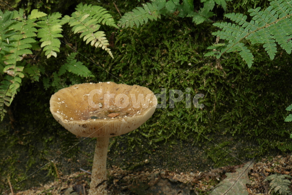 버섯,식물,산,자연,나무,이끼,나무결,접사,그늘,낙엽,가을,버섯,mushroom