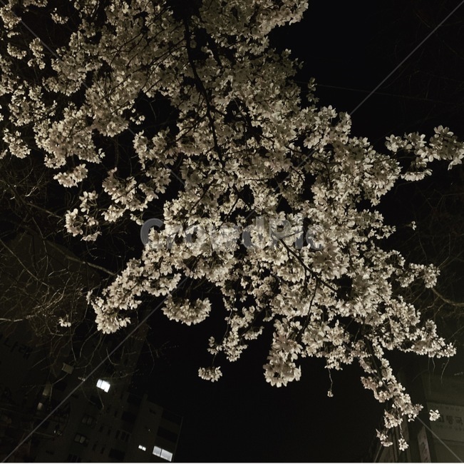 밤,꽃,봄,벚꽃나무,풍경,plant,식물,cherryblossom,벚꽃,flower,blossom