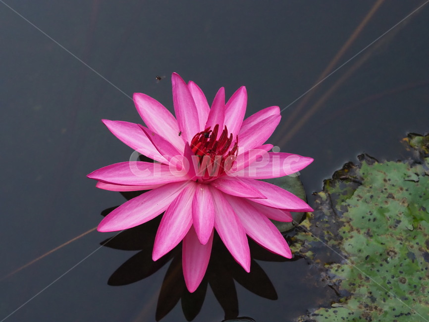 식물,연꽃,꽃,분홍색연꽃,활짝핀꽃,식물,자연,plants,nature,꽃,flower