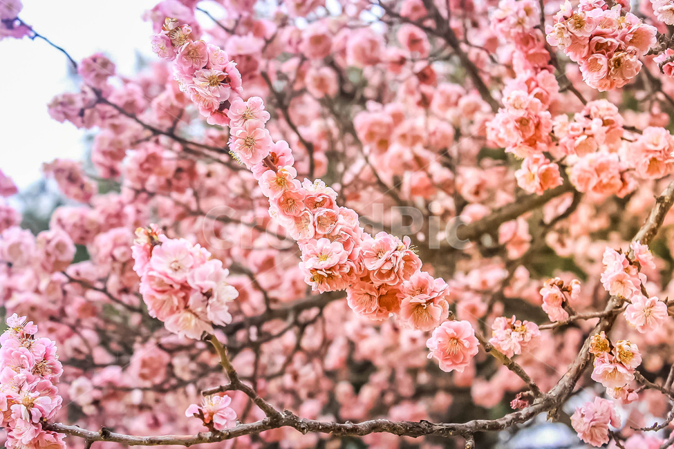 창경궁,매화,꽃,flower,spring,봄,꽃나무