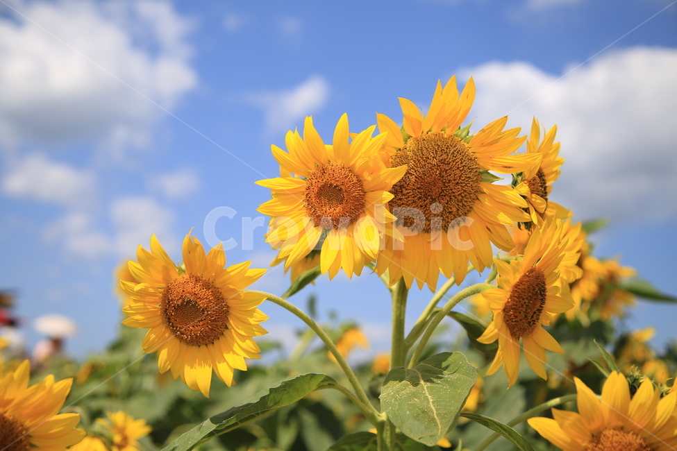 해바라기,하늘,8월,여름,꽃,flower,자연,식물,자연,plants,nature,꽃,flower