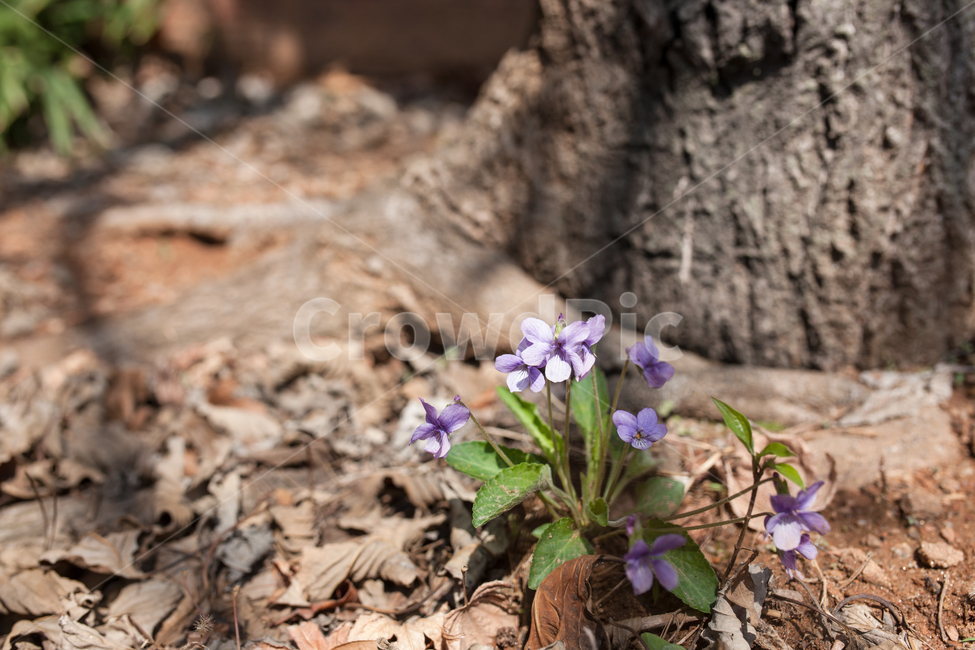 flowers,꽃,봄,spring,botanical,식물,자연,plants,nature,꽃,flower