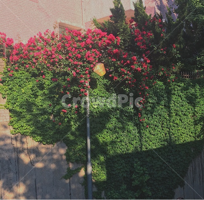 꽃,가로등,덩쿨식물,그림자,햇빛,감성,식물,자연,plants,nature,꽃,flower