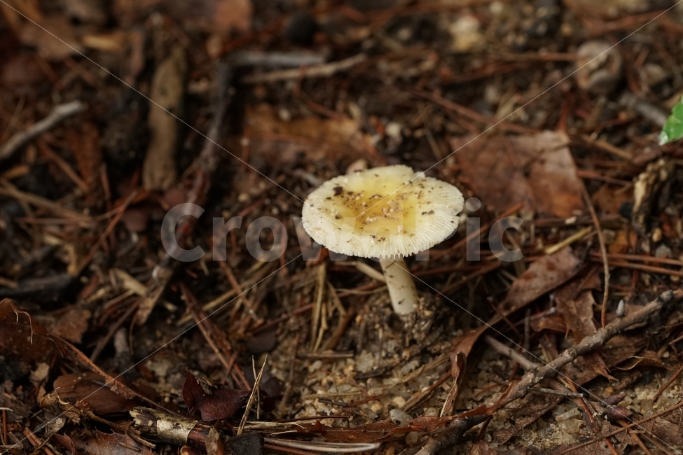 버섯,식물,자연,야채,과일,열매,mushroom,산,산길,나뭇가지,등산,산책,땅,흙,한국자연,한국의자연,snap,snapshot,스냅,스냅사진,스넵,스넵사진,풍경,landscape,시골,country,식물,자연,plants,nature