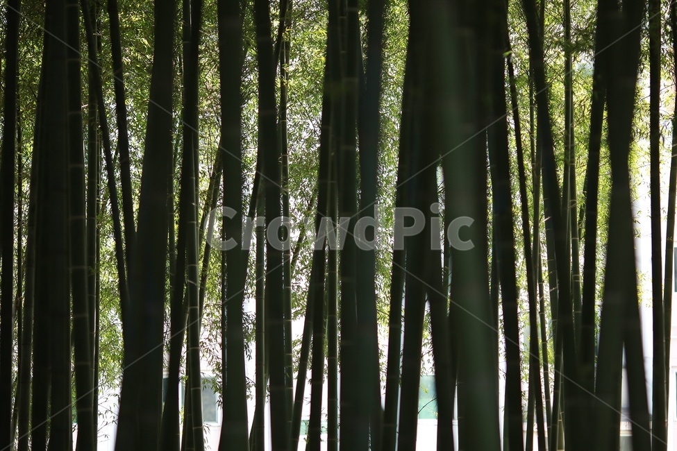 대나무,식물,명암,나무,줄기,식물,자연,plants,nature,나무,trees,wood