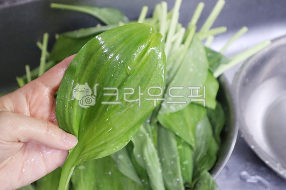 명이나물,산나물,명이,식물,명이나물장아찌,잎,약용식물