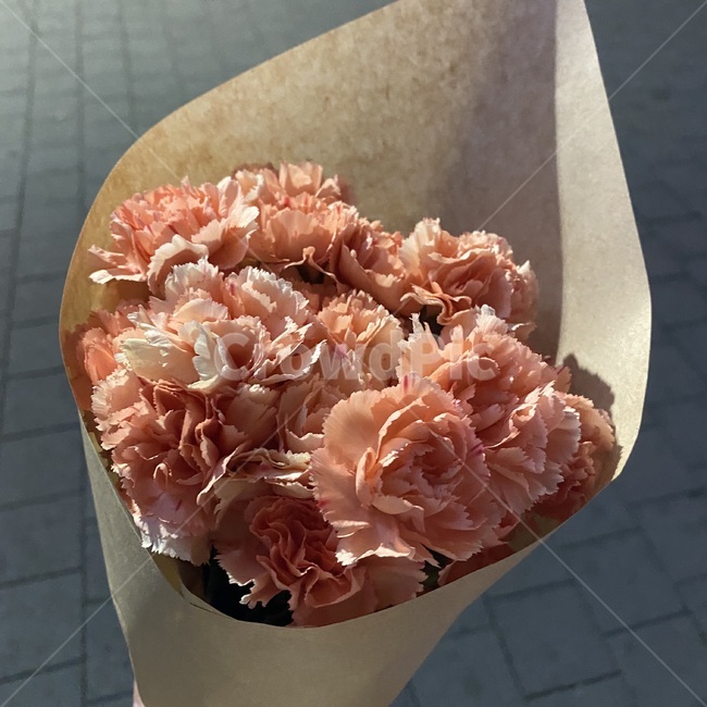 plant,식물,blossom,꽃,flower,카네이션,꽃다발