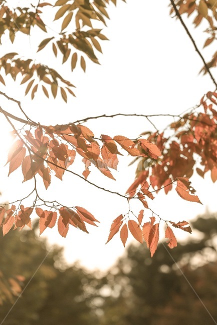 leaf,잎,식물,tree,plant,나무,산