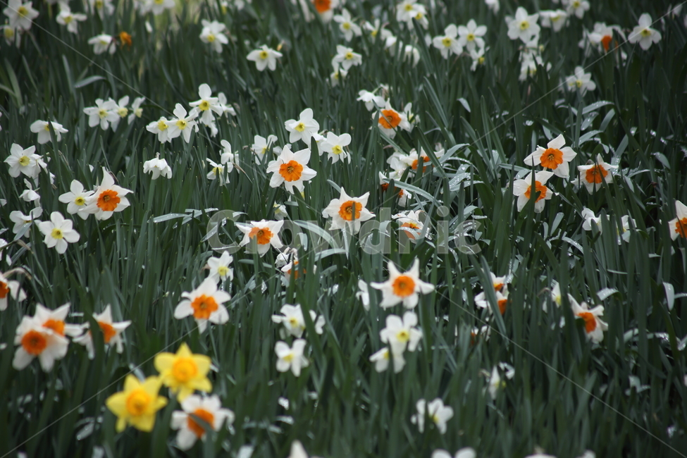 수선화,꽃,봄,narcissus,daffodil,식물,자연,plants,nature,꽃,flower
