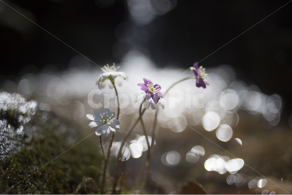 spring flowers,new spring,wildflowers,bokeh,hepatica