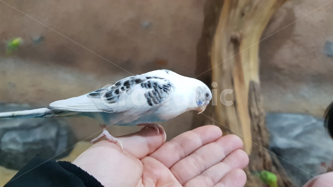 동물,새,bird,animal,앵무새,동물,animal,조류,새,birds