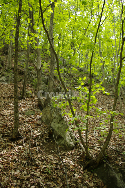 plant,나무,숲,식물,초록,자연,풍경,nature,landscape,ground,바닥,tree,tree trunk,나무 줄기