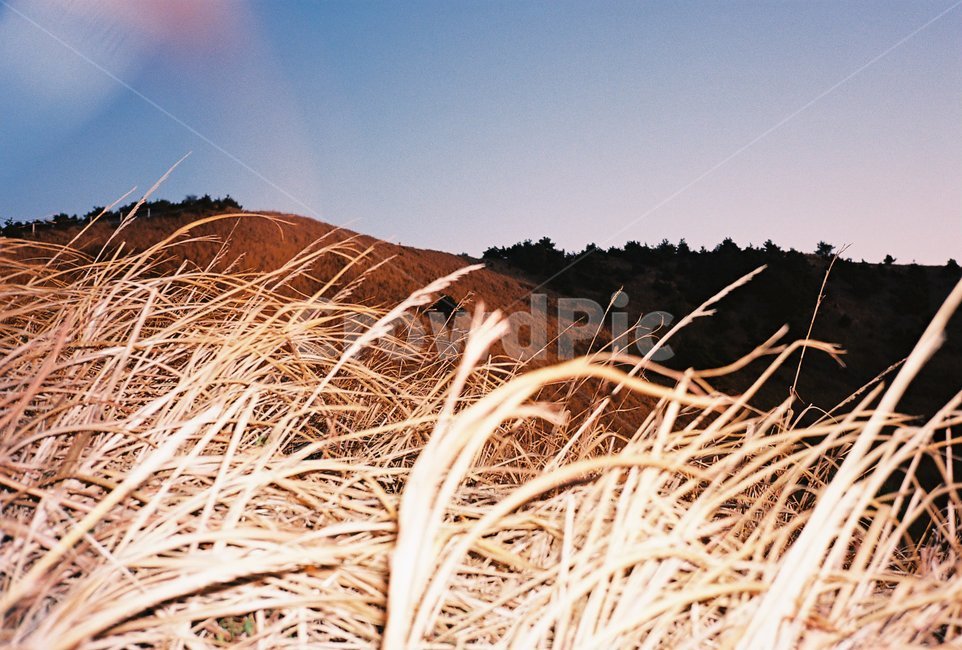 용눈이오름,제주,갈대,가을,들판,자유,필름,filmphoto,봄,가을,계절,fall,autumn,season,자연,풍경,nature,landscape,제주도,jeju,jeju island,감성,sensible,feeling,outdoors,옥외,soil,흙,sand,모래