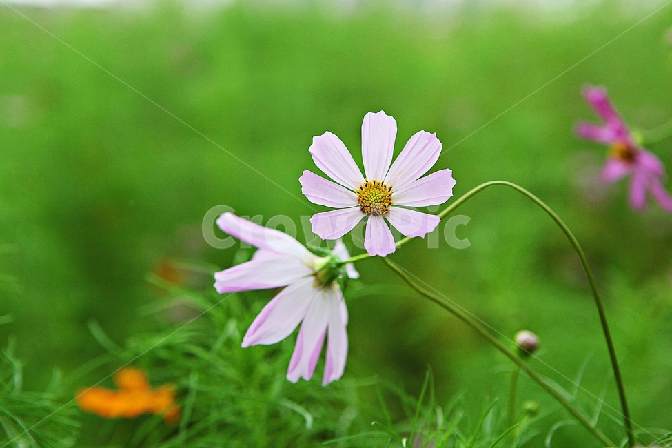 코스모스,꽃,꽃잎,식물,자연,공원,가을,가을꽃,식물,자연,plants,nature,꽃,flower