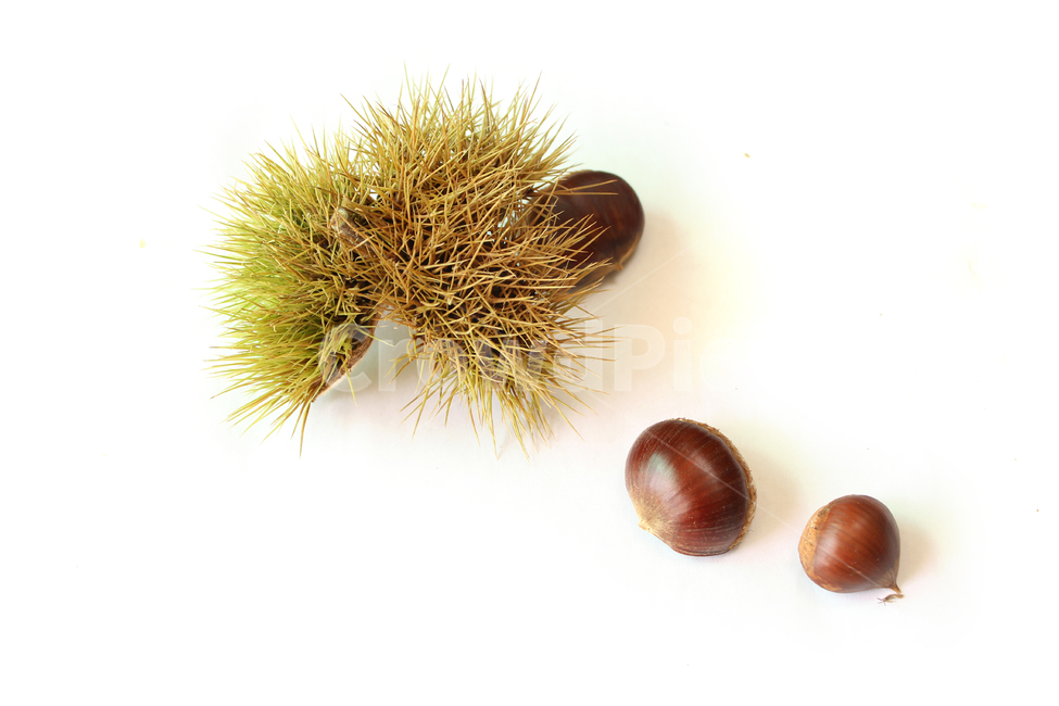 autumn,brown,bur,burr,chestnut,chestnutbur,closeup,fall,food,fruit,macro,natural,nature,nut,plant,seed,sharp,spike,갈색,브라운,밤송이,밤,클로즈업,가을,열매,음식,자연,식물,뾰족한,가시,알밤,흰배경,가을,계절,fall,autumn,season,음식,식재료,요리,food,cook,meal,dishes,food reserves,과일,열매,fruit,누끼,remove background,vegetable,야채,씨,grain,곡물