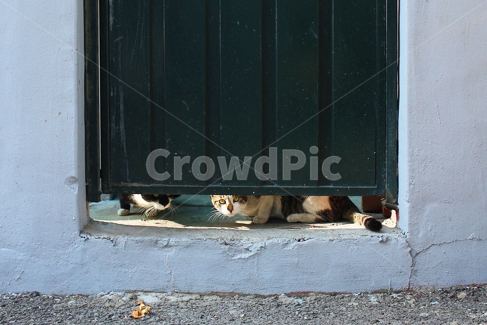 고양이,길고양이,철문,동네,시골,동물,animal,포유류,mammal,고양이,cat,kitten,kitty