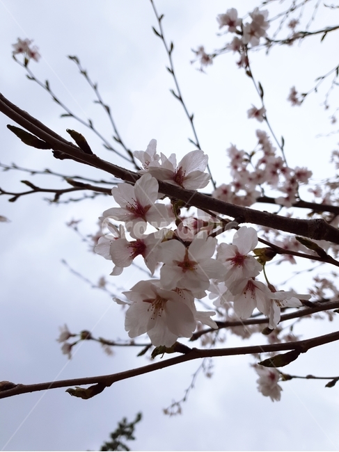 벚꽃,봄,벚나무,꽃가지,꽃,봄,계절,spring,season,식물,자연,plants,nature,꽃,flower,plant,blossom