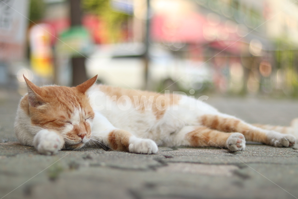 여유,고양이,낮잠,한가함,졸림,길고양이,동물,animal,포유류,mammal,고양이,cat,kitten,kitty