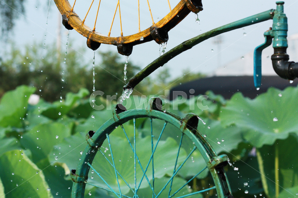 연꽃,lotus,white,garden,plant,식물,flower,꽃,blossom,theme,park,green,spring,summer,warm,fresh,natural,nature,wheel,bicycle,water,drop,식물,자연,plants,nature