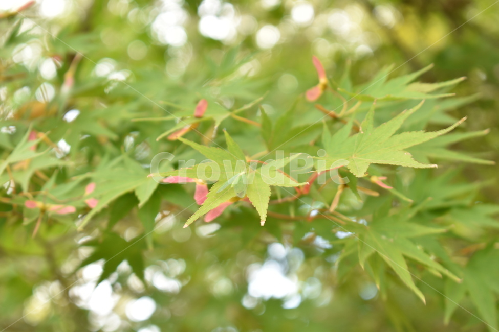 곤충,나무,나뭇잎,빛방울,식물,식물,자연,plants,nature