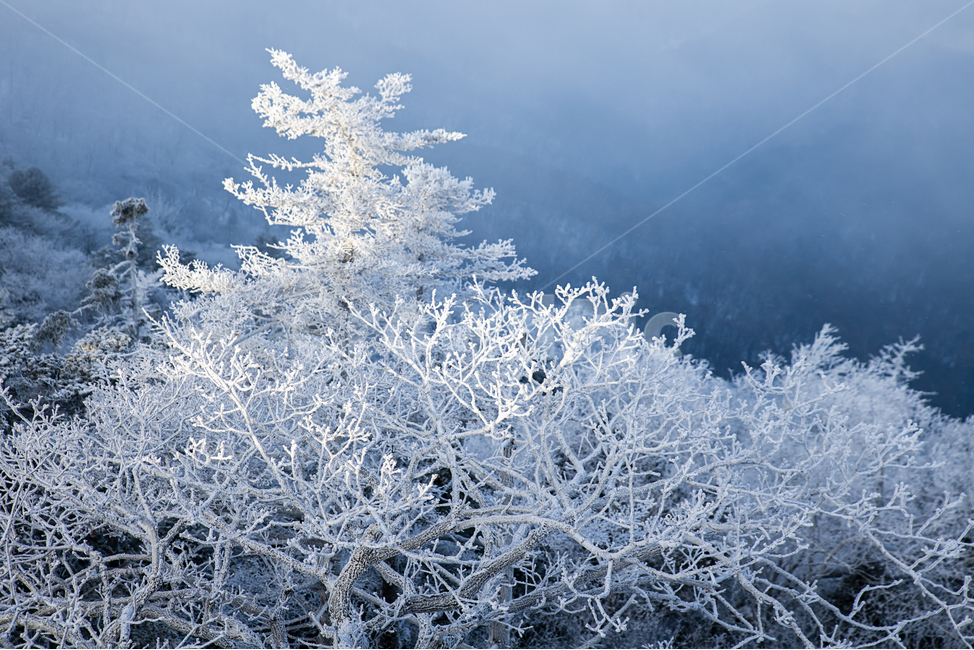 상고대,눈꽃,겨울,눈,구름,겨울풍경,강원도,발왕산,겨울,계절,winter,season,자연,풍경,nature,landscape,outdoors,옥외