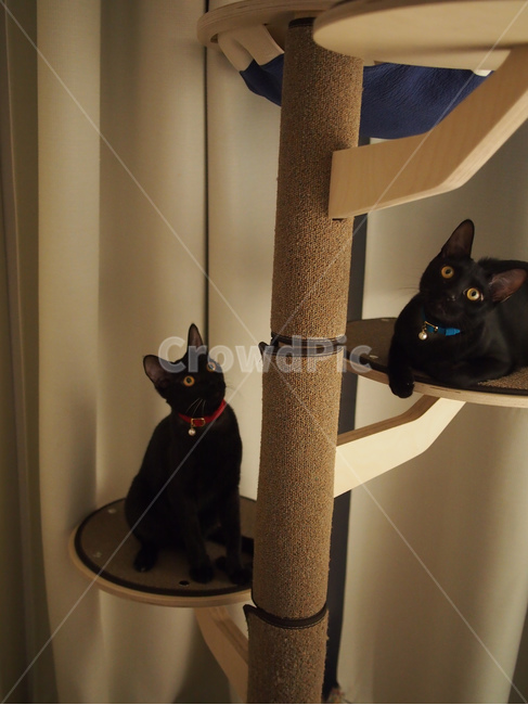 고양이,검은고양이,반려동물,애완동물,pet,cat,노란눈,동물,animal,포유류,mammal,고양이,cat,kitten,kitty