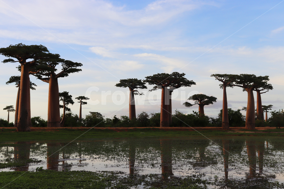 바오밥나무,마다가스카르,길,시골길,아프리카,자연,nature,tree,baobab,하늘,자연풍경,멋진하늘,설정,연출,자연,풍경,nature,landscape,해외,외국,세계,foreign,oversea,world,세계자연풍경,해외자연풍경,외국자연풍경,world nature landscape,porch,현관,patio,안마당