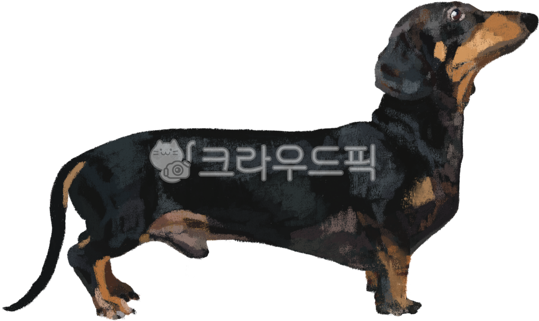 닥스훈트,애완동물,반려동물,펫샵,동물병원,강아지,개,귀여운개,작은개,소형견,검은개,검둥이,멍멍이,반려견,개정밀화,강쥐,댕댕이,귀여운동물,동물