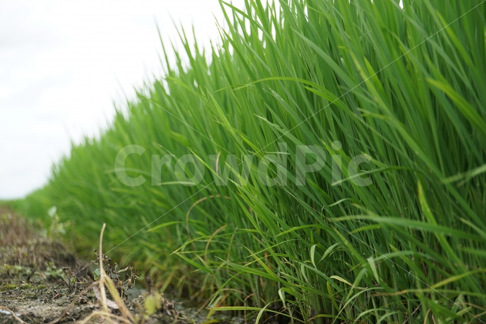시골,농촌,벼,보리,논,밭,곡식,쌀,농사,모내기,여름,식물,자연,nature,country,경작,경작지,풀,풀잎,이파리,토지,흙,땅,하늘,한국,korea,풍경,힐링,힐링사진,감성,감성사진,그린,green,녹색,환경,landscape,이삭,농업,농산물,농작물,농작,추수,가을,재배,수확,생산,식사,요리,레시피,cook,식자재,식재료,식품,식료품,신토불이,건강,한국적,한국적인,autumn,9월,농부,느낌,분위기,컨셉,콘셉,concept,스냅,스넵,스냅사진,스넵사진,snap,푸른,푸르다,푸름,rice,식량,주식,farm,농지,벼농사,쌀농사,asia,아시아,동양,동양적,동양적인,명절,추석,추수감사절,snapshot,한국자연,한국의자연,시골,마을,풍경,landscape,country,rural,town,식물,자연,plants,nature