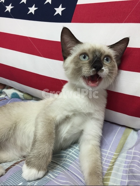 cat,고양이,animal,동물,pet,애완동물