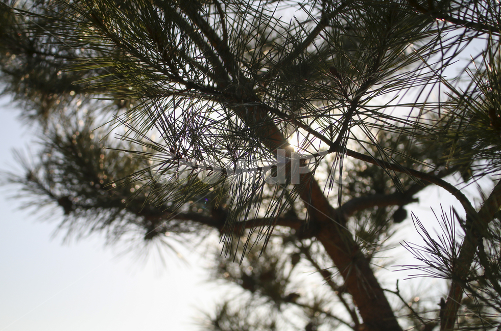 plant,식물,tree,나무,pine,소나무,leaf,잎,나뭇잎,솔잎