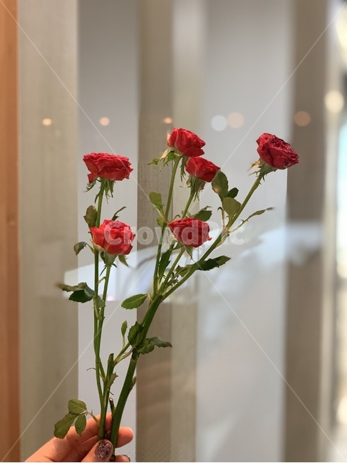 장미,미니장미,붉은장미,주황장미,생화,한송이,레드장미,빨간장미