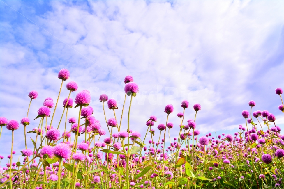 꽃,천일홍,가을꽃,아름다움,sns,ebook,가을이미지,빨강,분홍,흰색,flowers,plants,red,colorful,칼라풀,색상,가을,autumn,fall,garden,공원,배경,백그라운드,바탕화면,꽃밭,명소,가볼만한곳,관광,산책,구경,tour,나리공원,뷰티풀,beautiful,feeling,emotion,감성,필,분위기,느낌,park,야외,수많은,식물,풍경,자연,아름다운,꽃잔치,꽃물결,주말나들이,가든,천만송이,식물,자연,plants,nature,꽃,flower