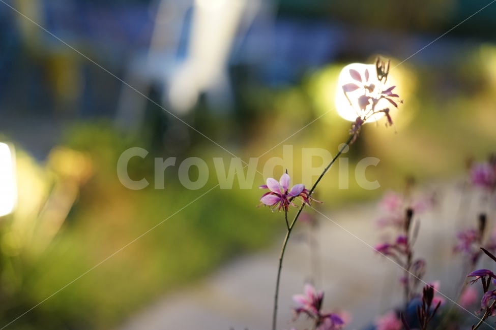 꽃,플라워,빛,가을,느낌,날씨,계절,시즌,색감,감성,감성사진,필,생명,식물,식물,자연,plants,nature,꽃,flower,감성,sensible,feeling
